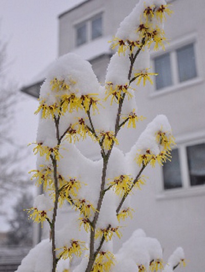 Весной зима...