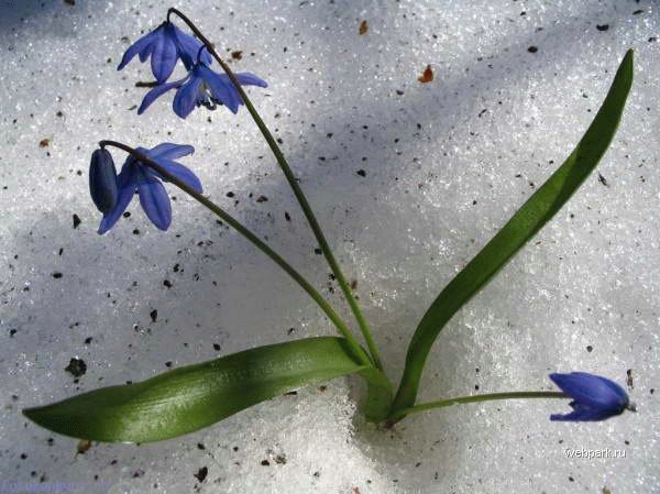 Верю весною в начало начал...