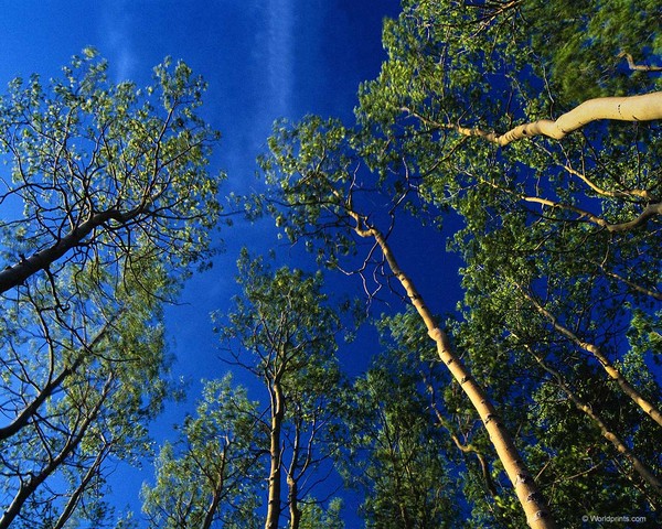 Родина крылатая моя