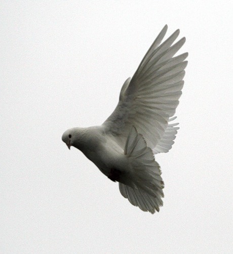 Белой птицей