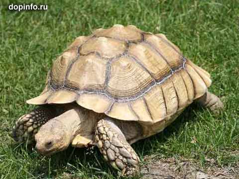 Про черепаху