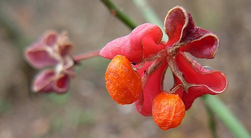 Наивный цветок бересклета