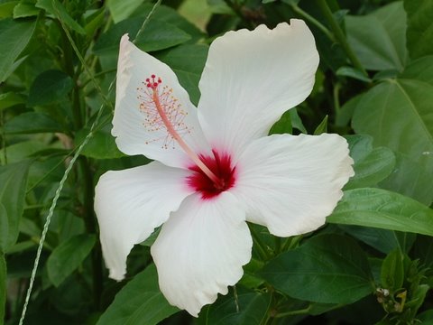 В день рождения. Инне С