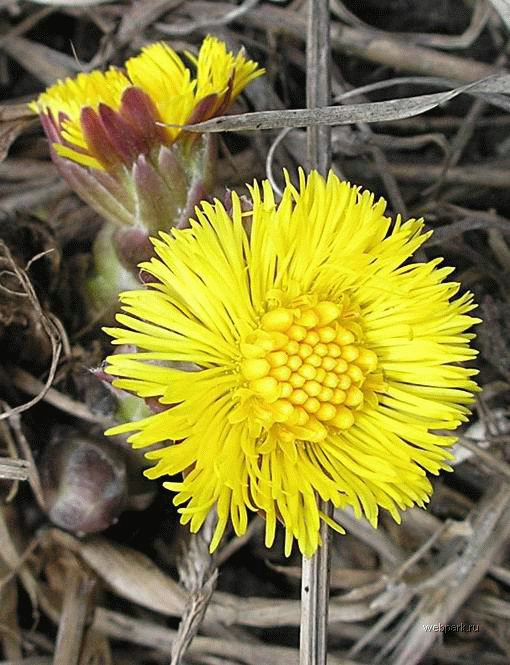 Мы связаны с тобою любовью и весной...