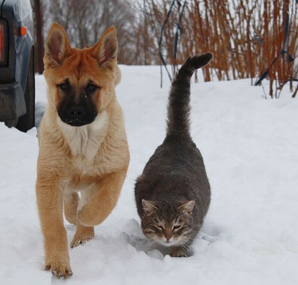 Кот и пес