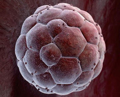 Стволовая клетка