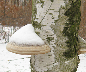 Где же ты, Весна...