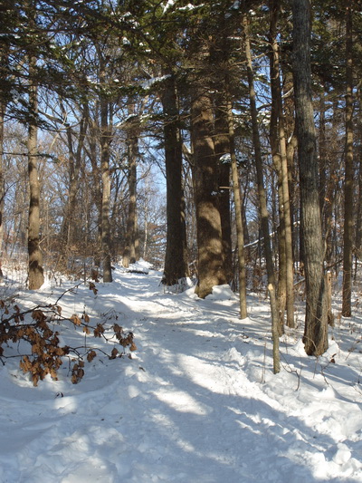 Дорожка в лесу