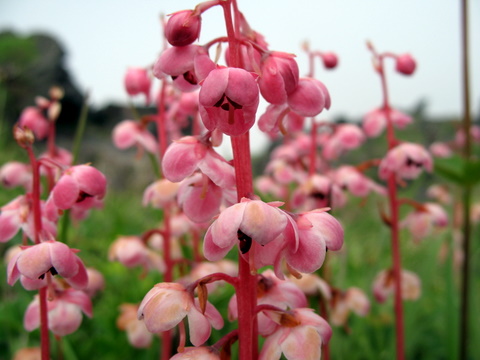 Оконное стекло