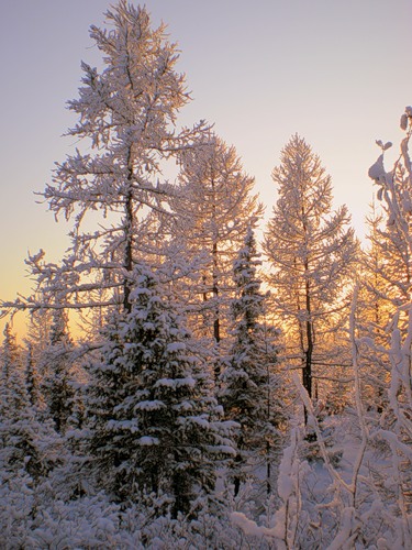 Проказница зима разбушевалась