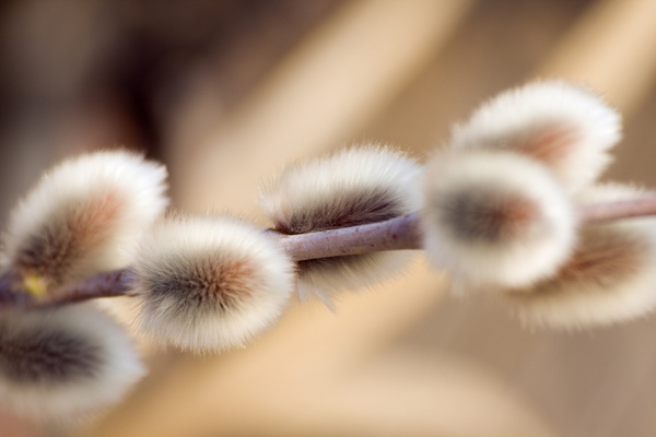 Первые пушинки нежной вербы