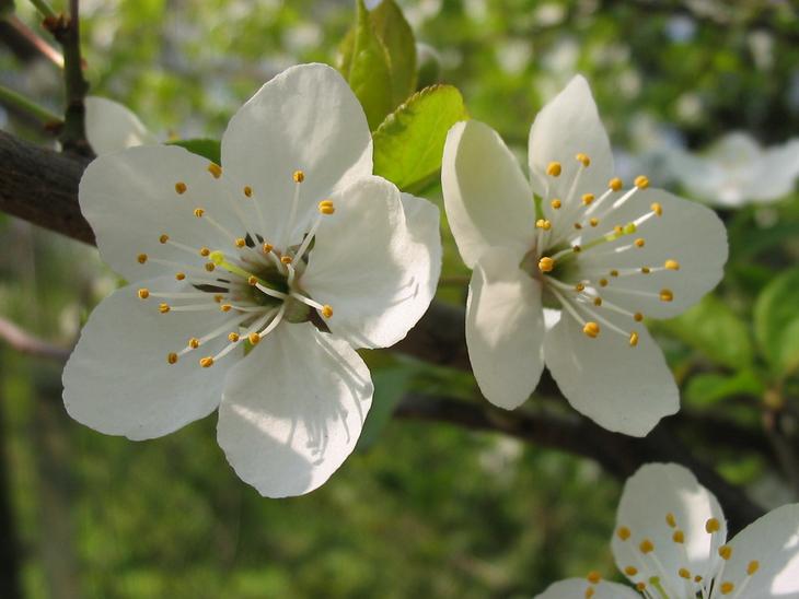 8 марта. 2010 г