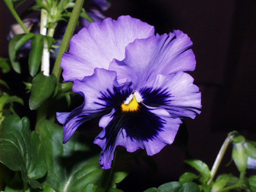 Вдохнул аромат...