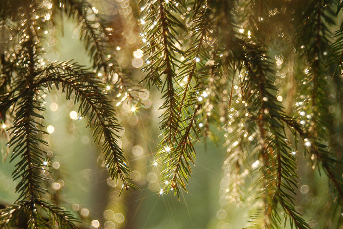 Акростих. Коля Алёхин