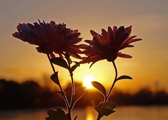 Наши души похожи