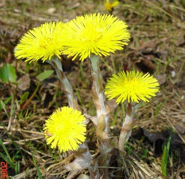Звёзды мать-и-мачехи на холмах цветут...
