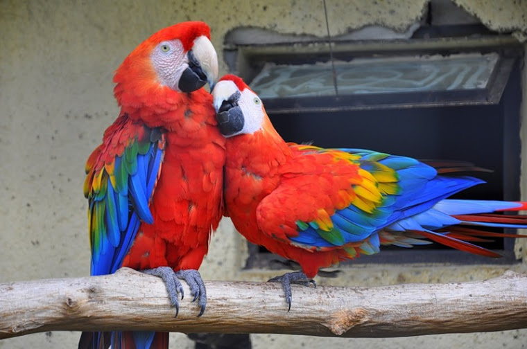 Как поющие снега