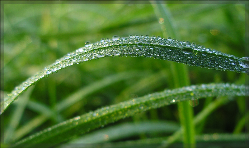 Купальские рОсы