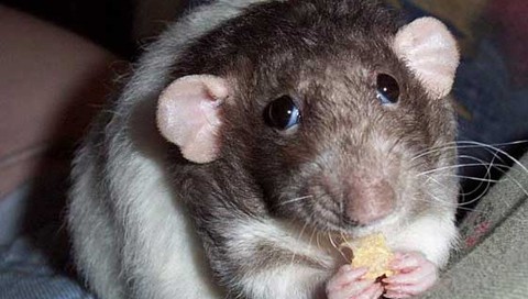 Хочу для вас для всех