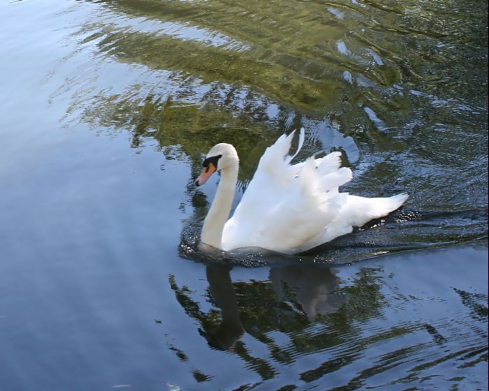 Отпущу, пусть к тебе птицей мчится