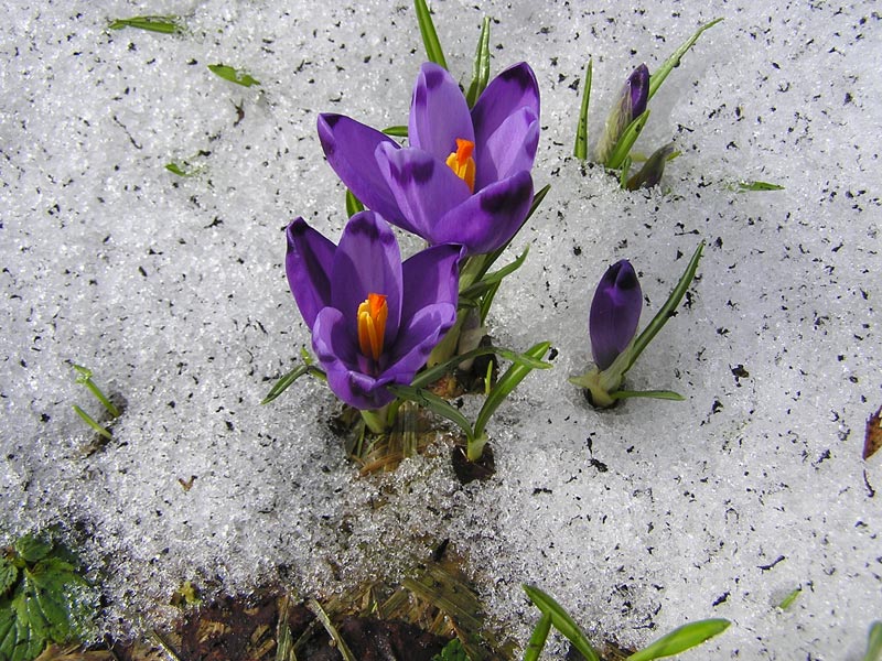 Нежный крокус лепесточками трепещет...