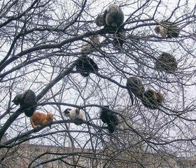 Пришла весна - коты на взлёт