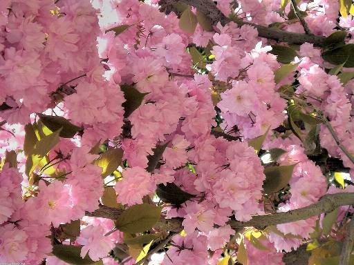 Вишнёвый цветок