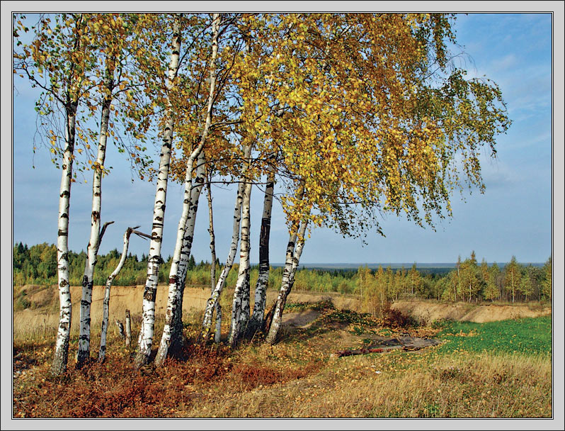 Облетевшей березке. Береза. Осенняя Березка. Береза осень. Береза осенью.