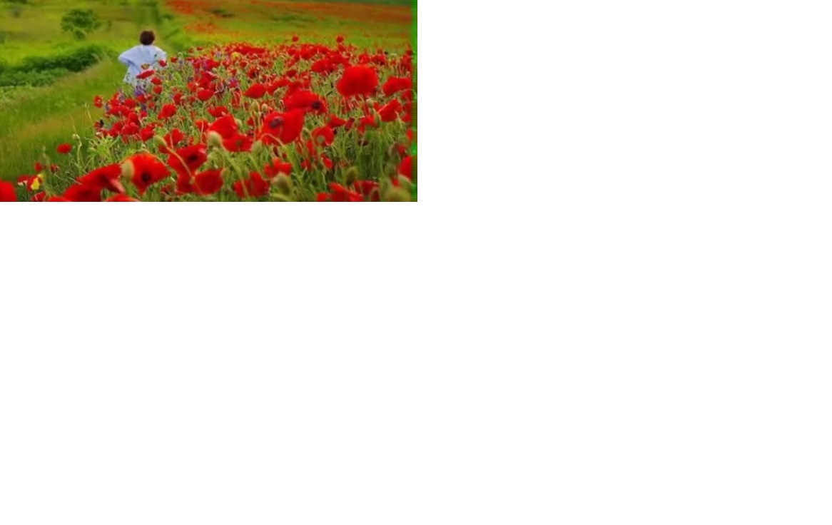 Май манит маками