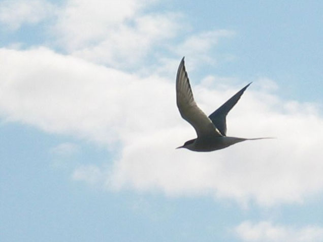 Хочу быть перелетной птицей