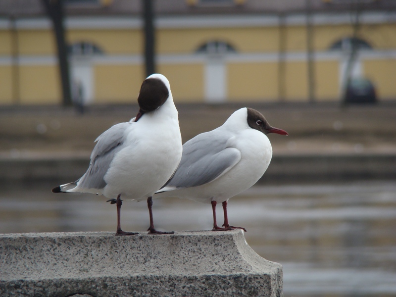 Парочка чаек