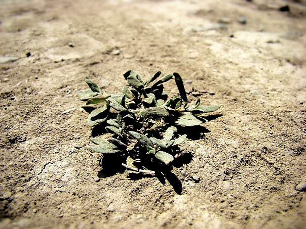 Как не прискорбно