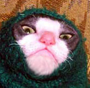 Кошки-шахидки и другие