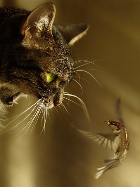 Храбрый воробей