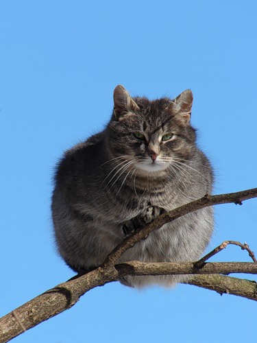 Славная киска