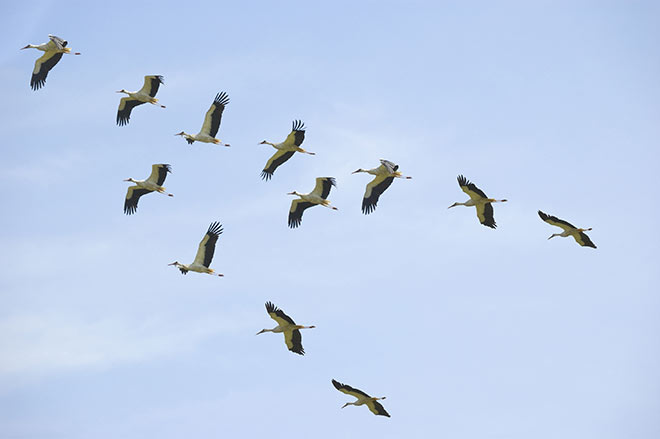 Весна над нашей зоной пролетает...
