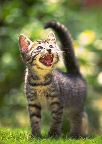 Вам скажу я м-я-у