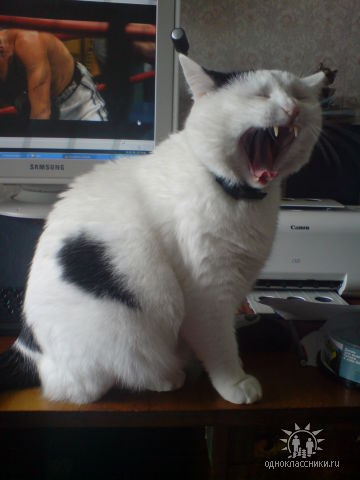 Я зеваю, я устал