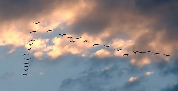 Тоска сжимает душу всё сильней...