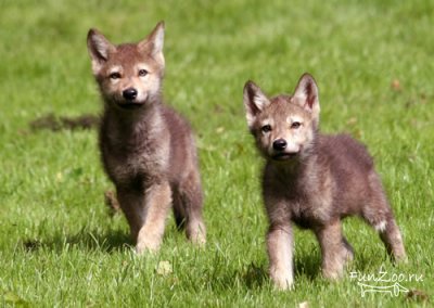 Колыбельная для Волчат