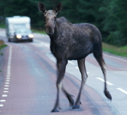 Встреча с нахалом