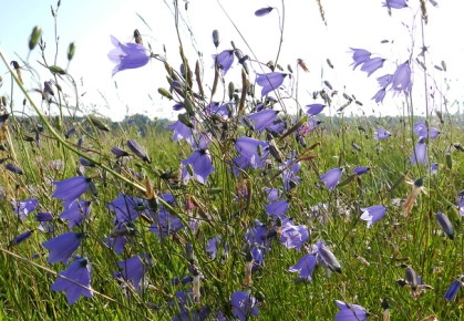 Души пленительный мажор!