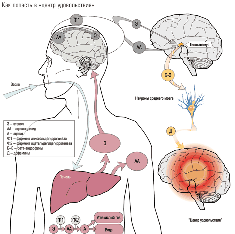 Органы страдают в первую очередь. Патогенез алкогольной интоксикации. Механизмы действия спиртов на организм человека. Механизм действия спирта на организм.