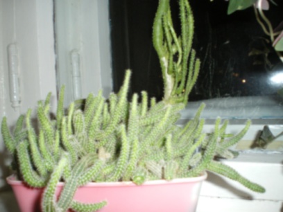 Из растительной жизни