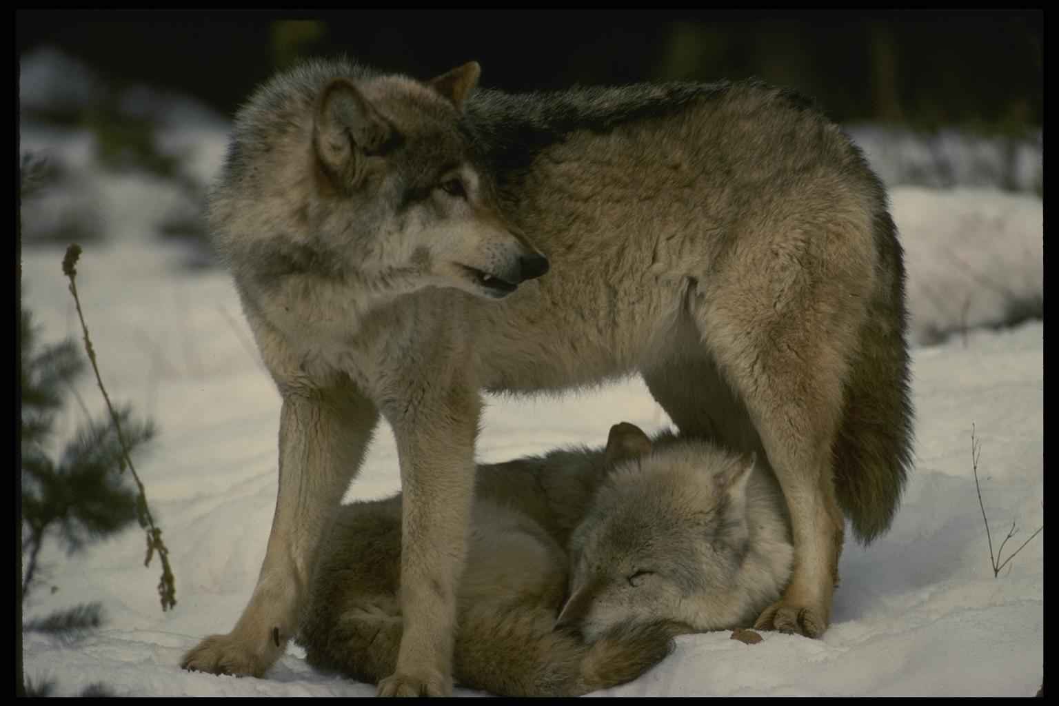 Волки пара. Хоть он и волк. Волки любовь. Волчья любовь. Эбен маккриммон.