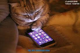 Что дарить коту Ероше?