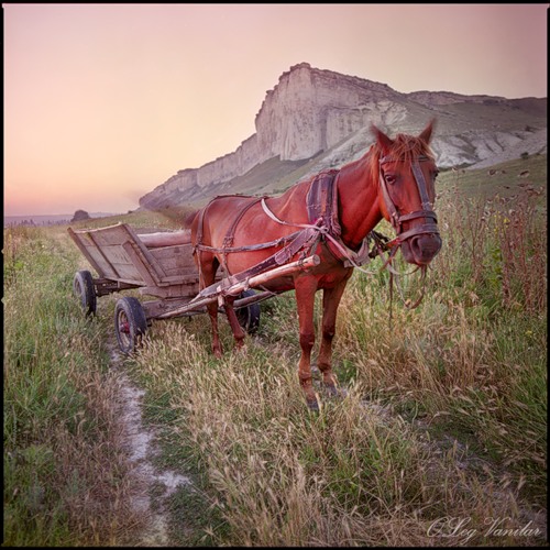 Все мы немножко лошади...