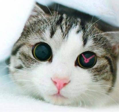 Мой бродячий Моцарт