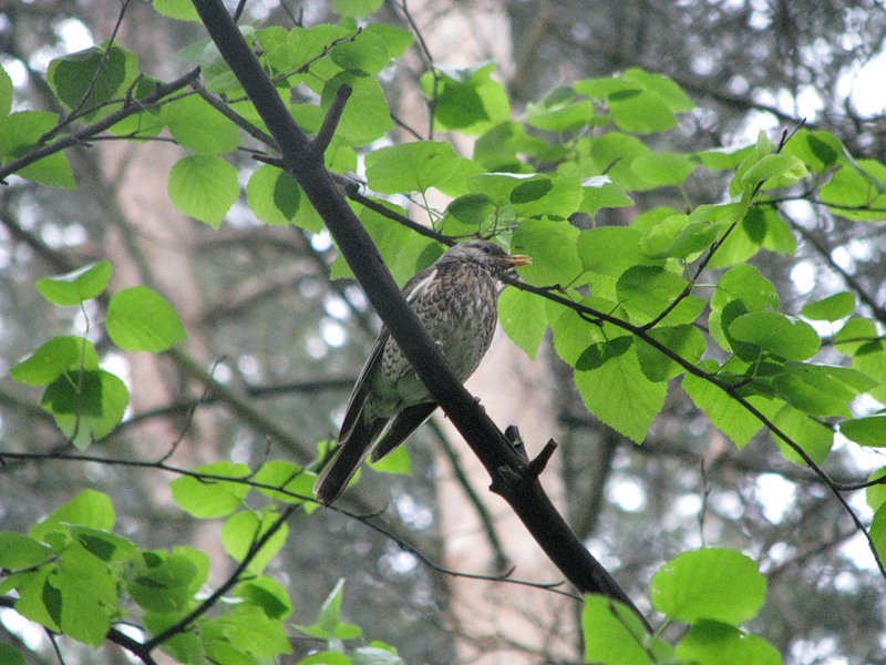 Ветер дует...