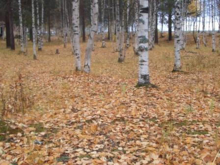 Осень жизни